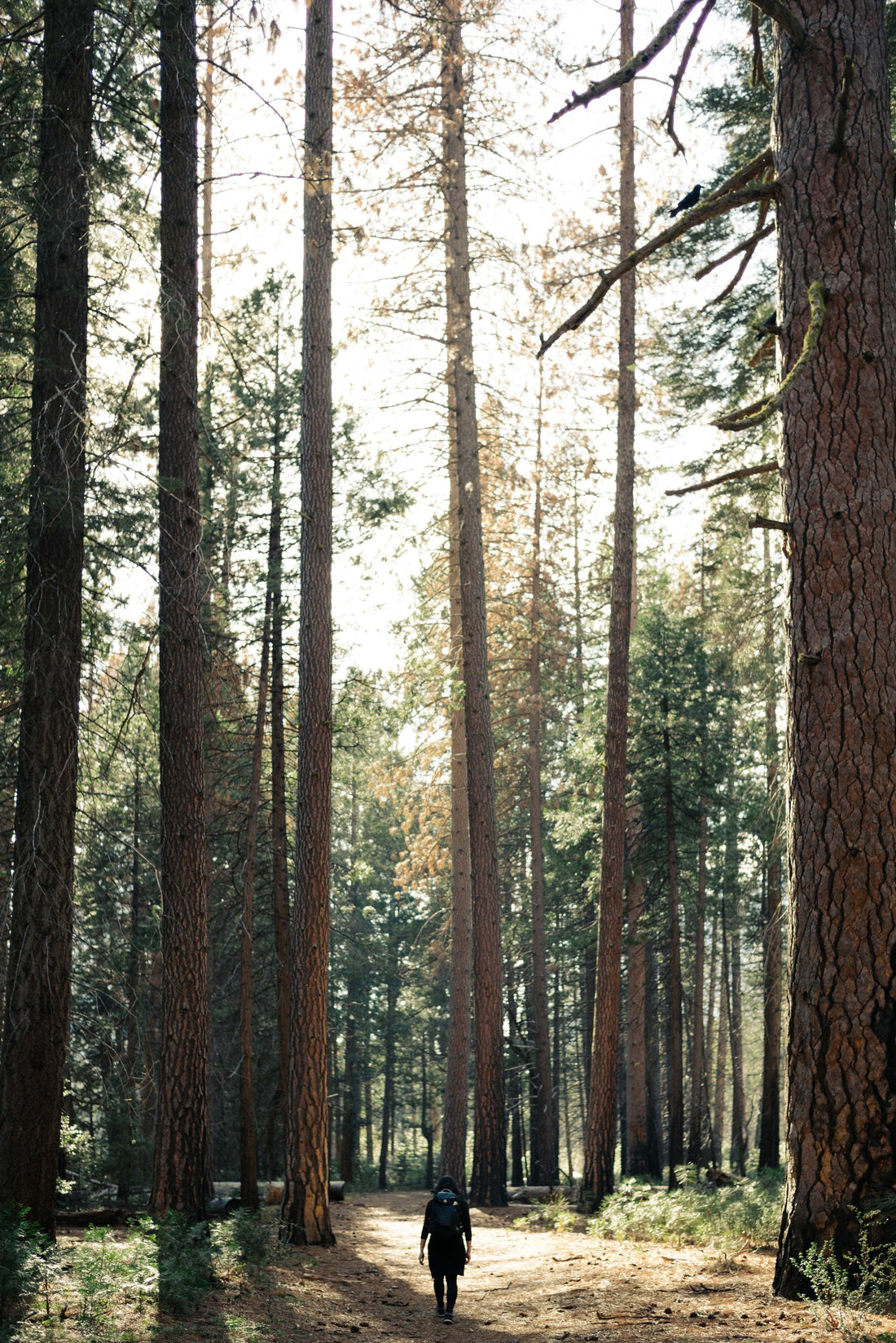 Insurmountable Odds: Crafting a Journey That Guides You True